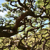 栗林公園の箱松