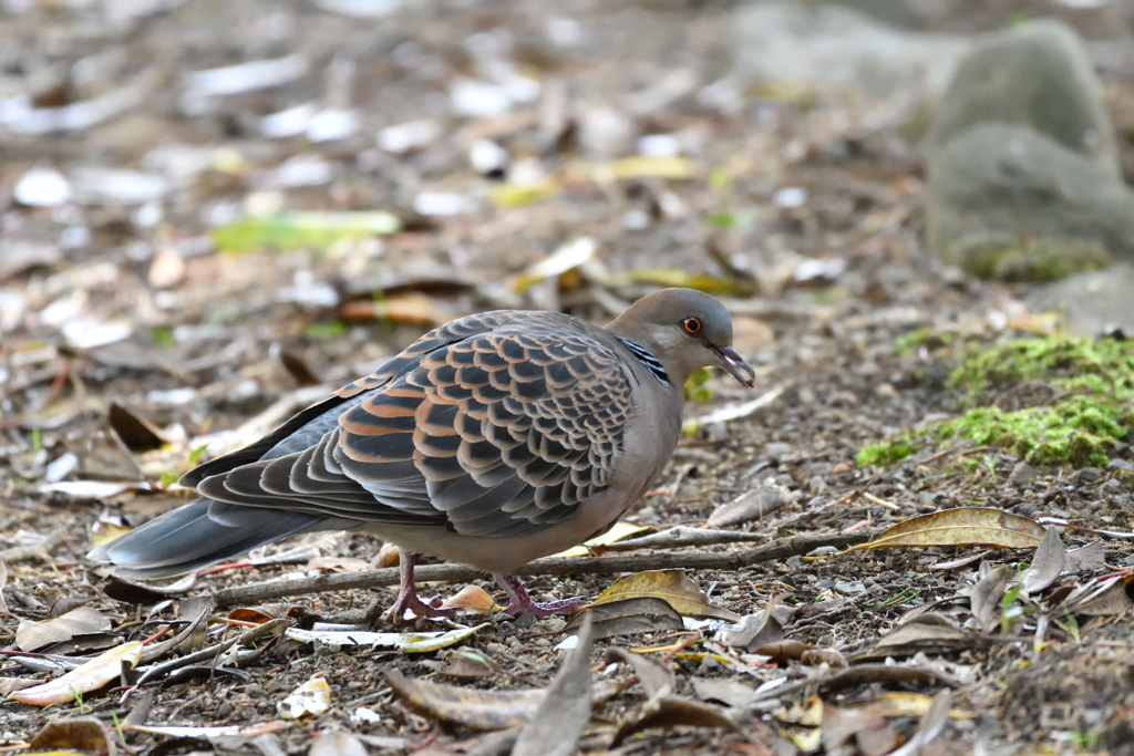 食事中の雉鳩