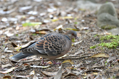 食事中の雉鳩