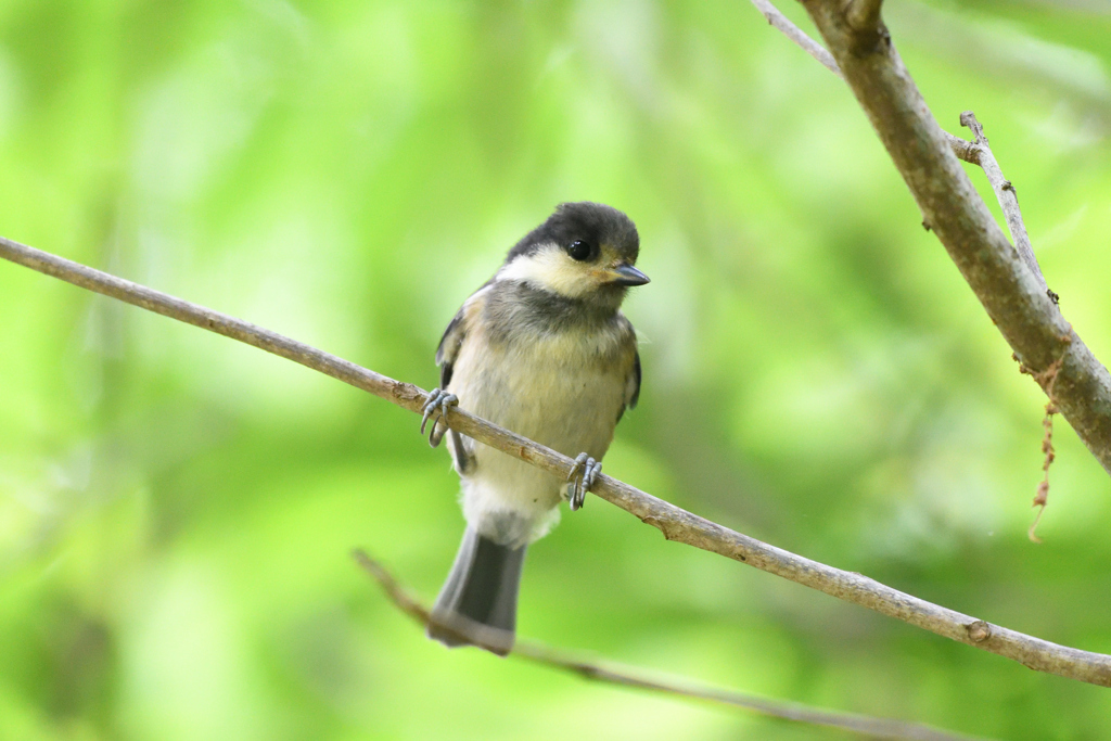 ヤマガラの幼鳥