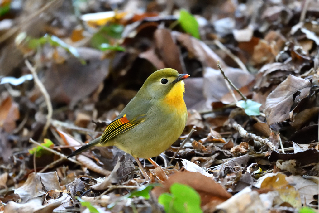 相思鳥 ②