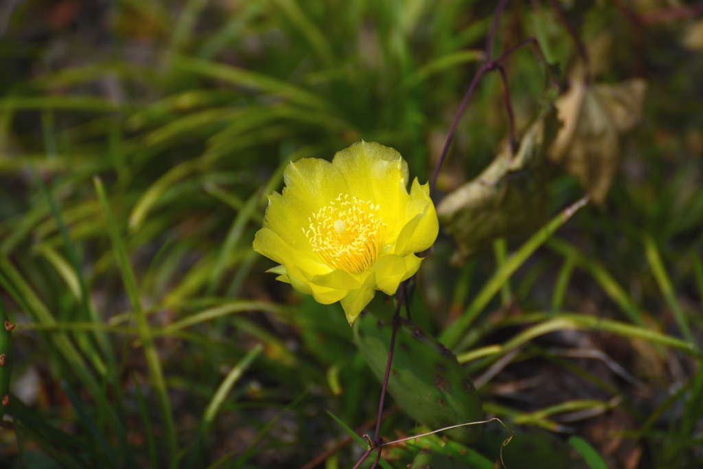 黄色いサボテンの花