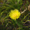黄色いサボテンの花
