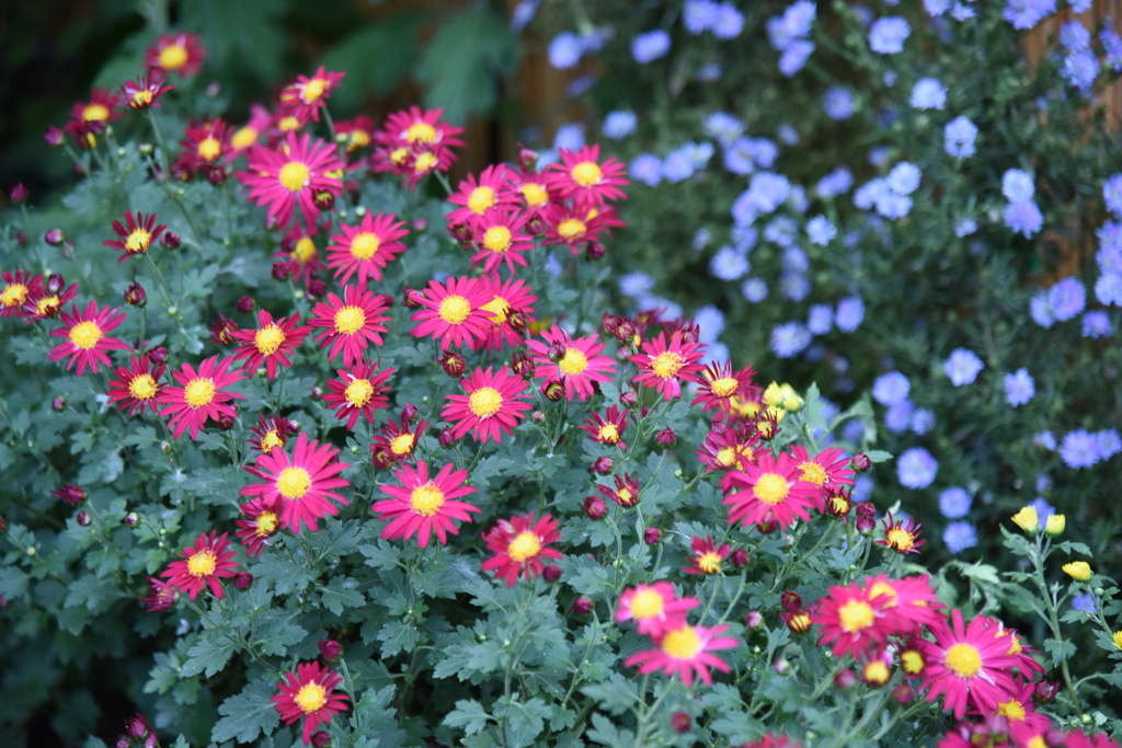 菊