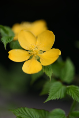 山吹