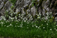 ニラの花が咲く
