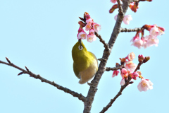 寒桜にメジロ ①