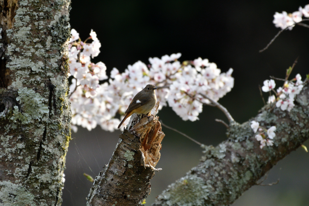 桜ジョビ