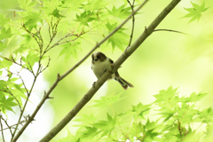 新緑にエナガ