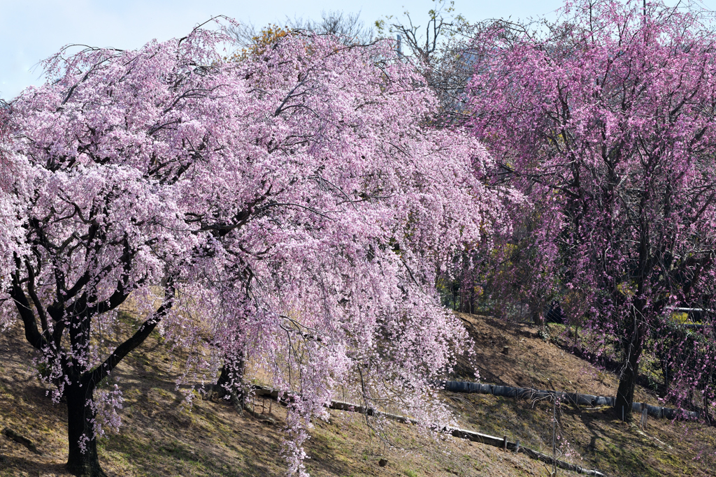  枝垂れ桜