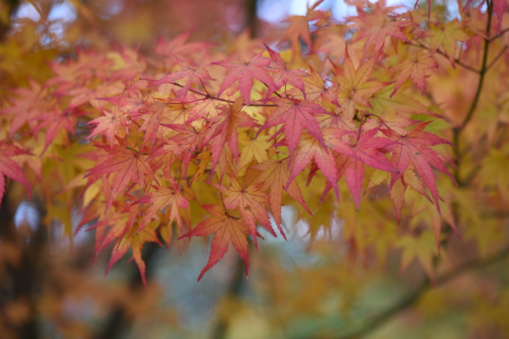 紅葉