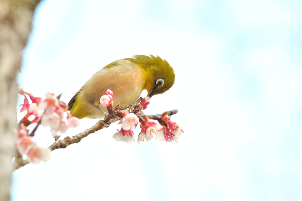 吸蜜中のメジロ