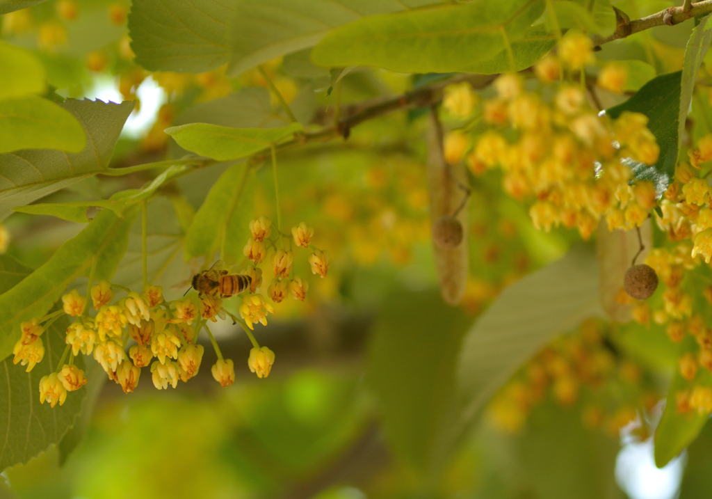 菩提樹の花