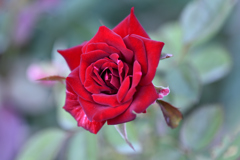 深紅の薔薇