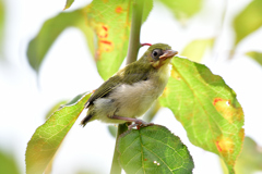 メジロの幼鳥