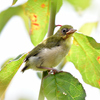 メジロの幼鳥