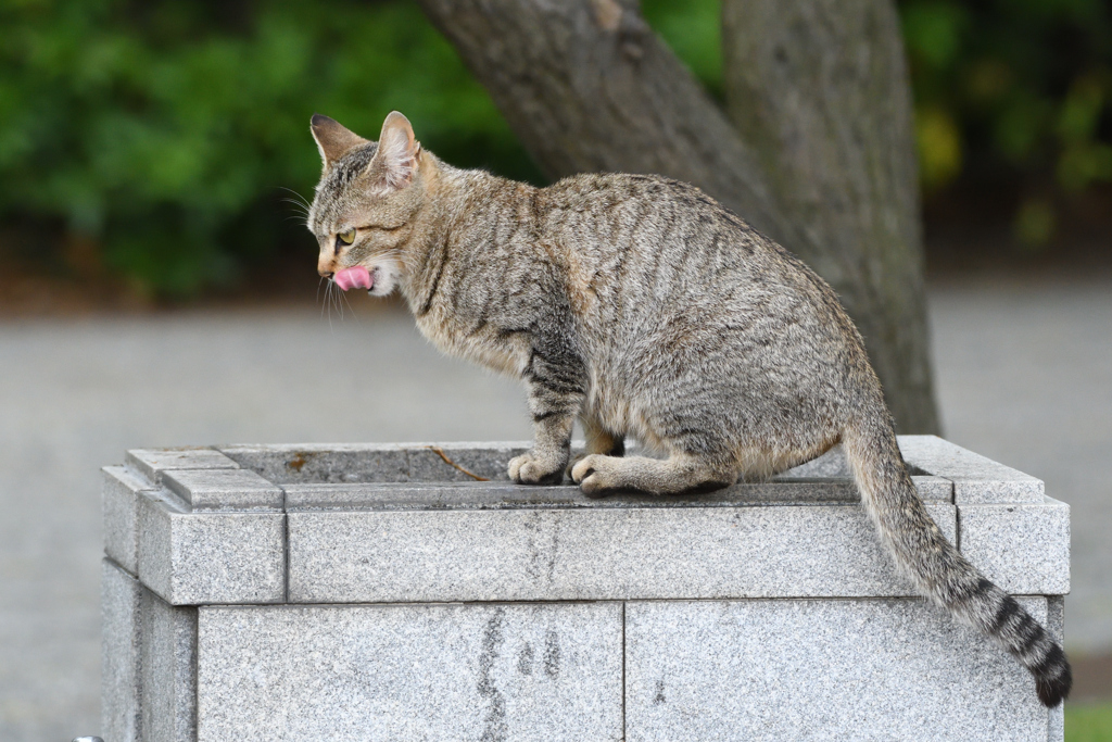 あつくなったニャー
