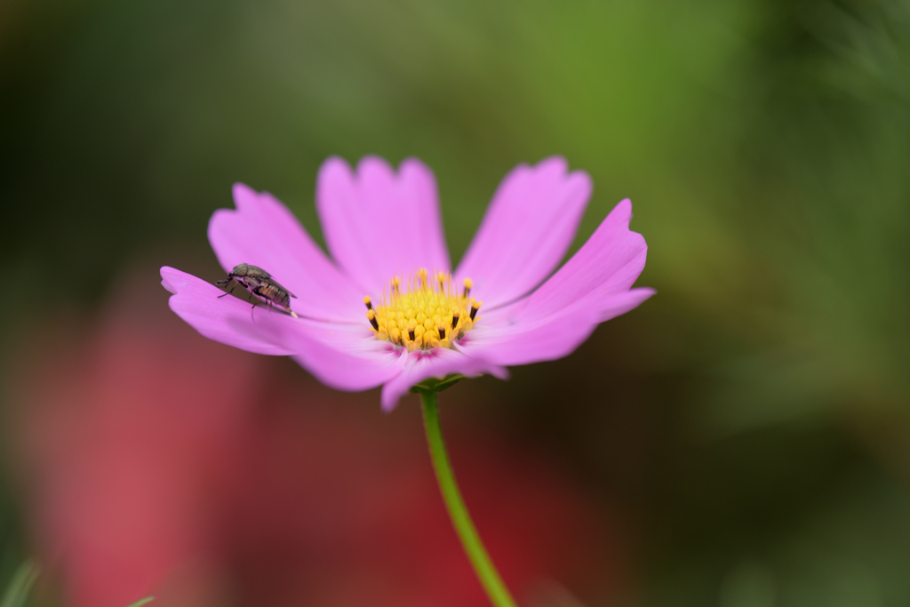 秋桜