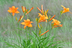 野に咲くオレンジの花