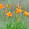 野に咲くオレンジの花