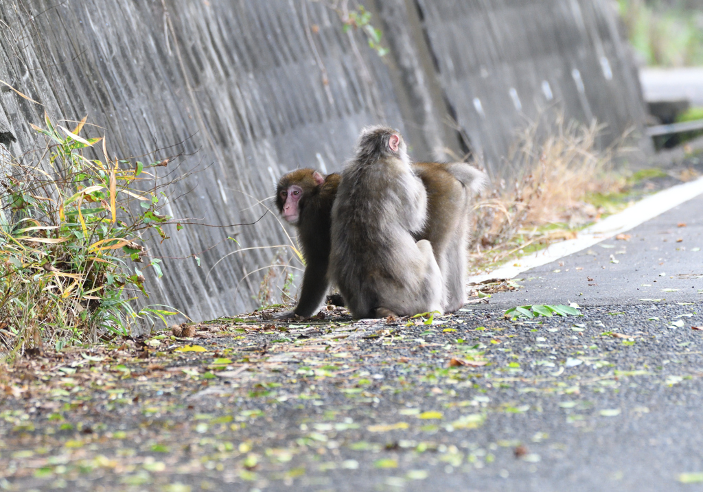 どこが痒いの？