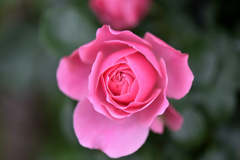魅力的な薔薇