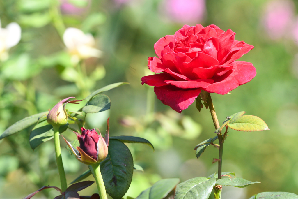 薔薇 エクスターゼ