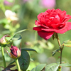 薔薇 エクスターゼ