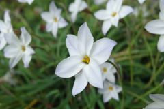 花韮が咲く