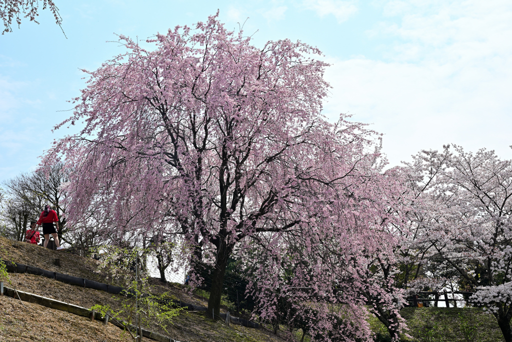 紅枝垂桜