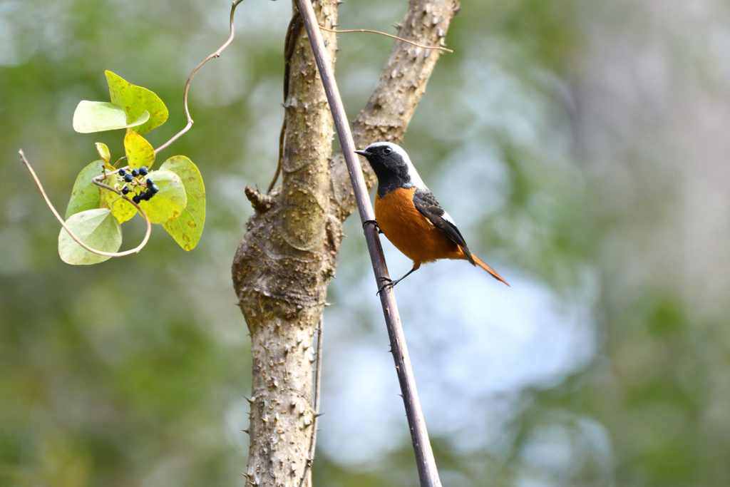 食事に来た尉鶲