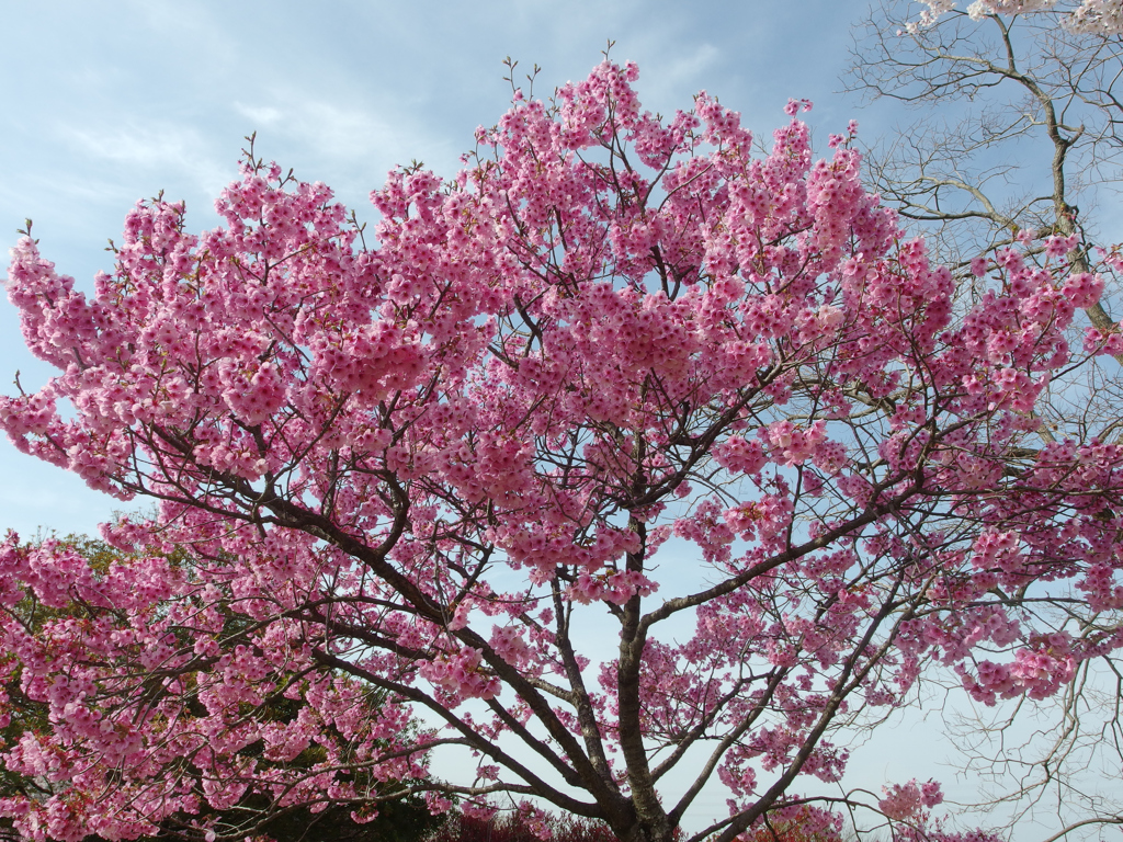 陽光桜