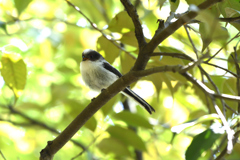 可愛く鳴く