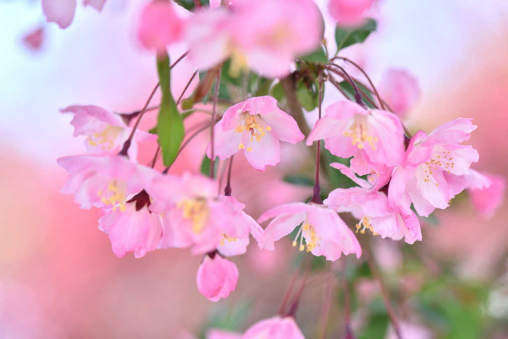 花海棠