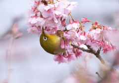 桜ジロー
