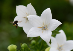 この花にと～まろ