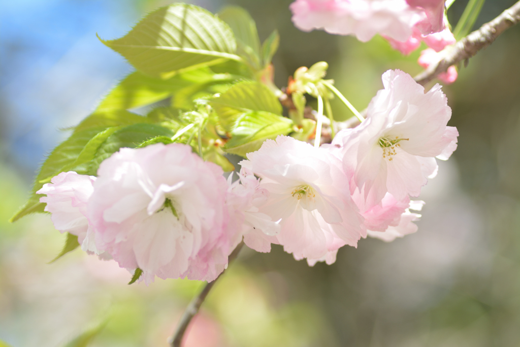 八重桜