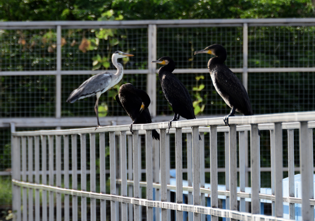 鳥もコロナ対策