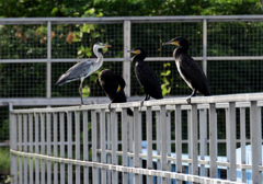 鳥もコロナ対策