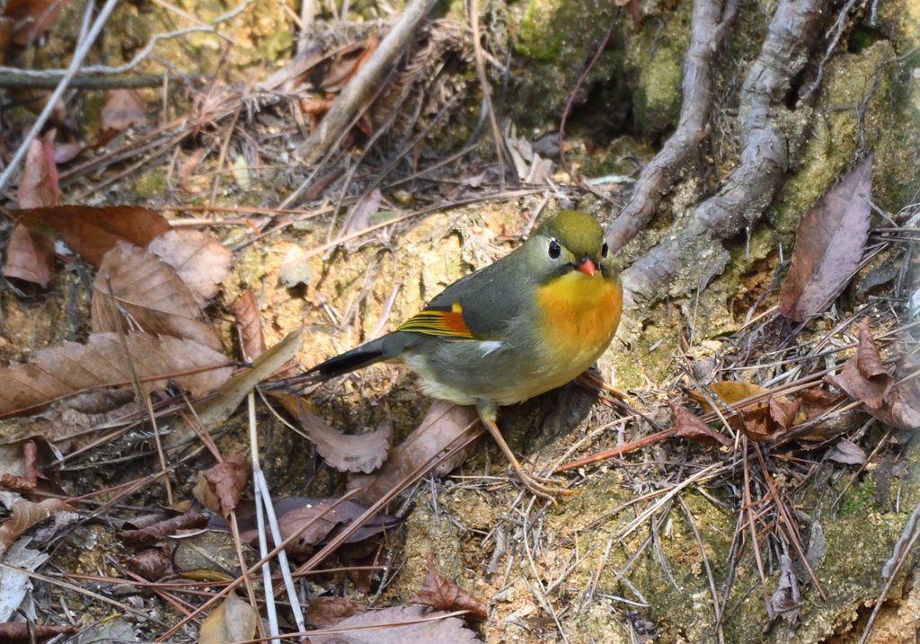 転がり落ちてきた小鳥