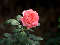 薔薇（セレス）