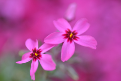 芝桜