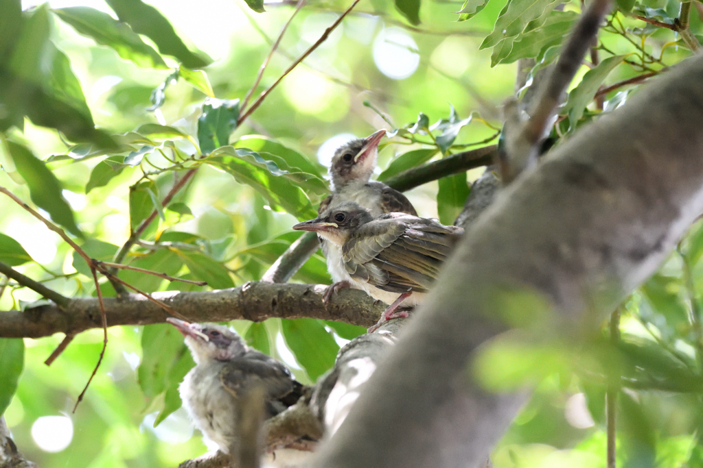 親鳥を待つ雛