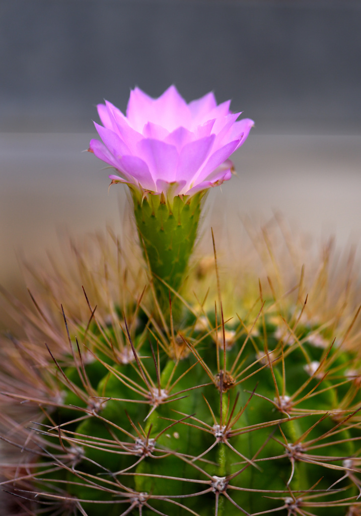 サボテンの花
