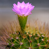 サボテンの花