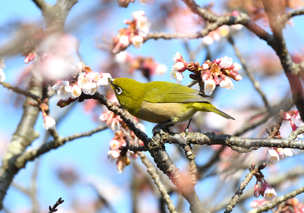 蜜を求めて