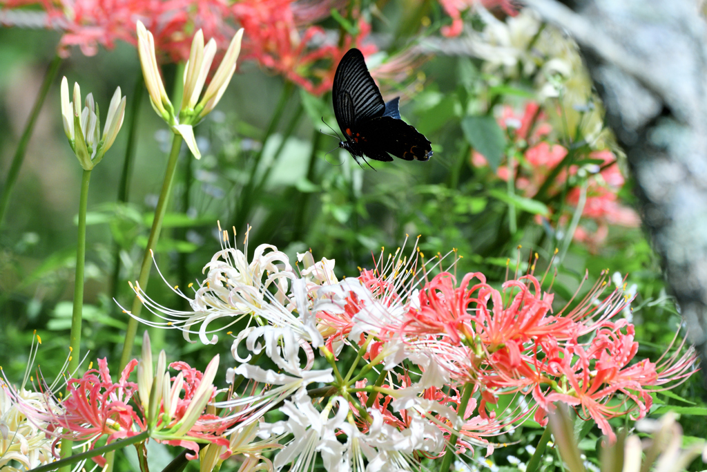 花から花へ