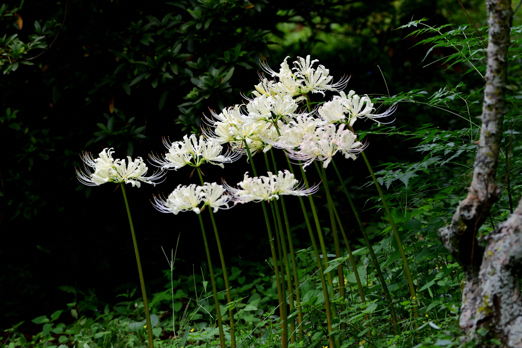 白花彼岸花