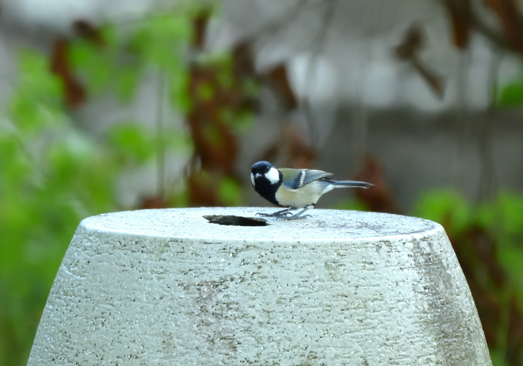 シジュウカラ