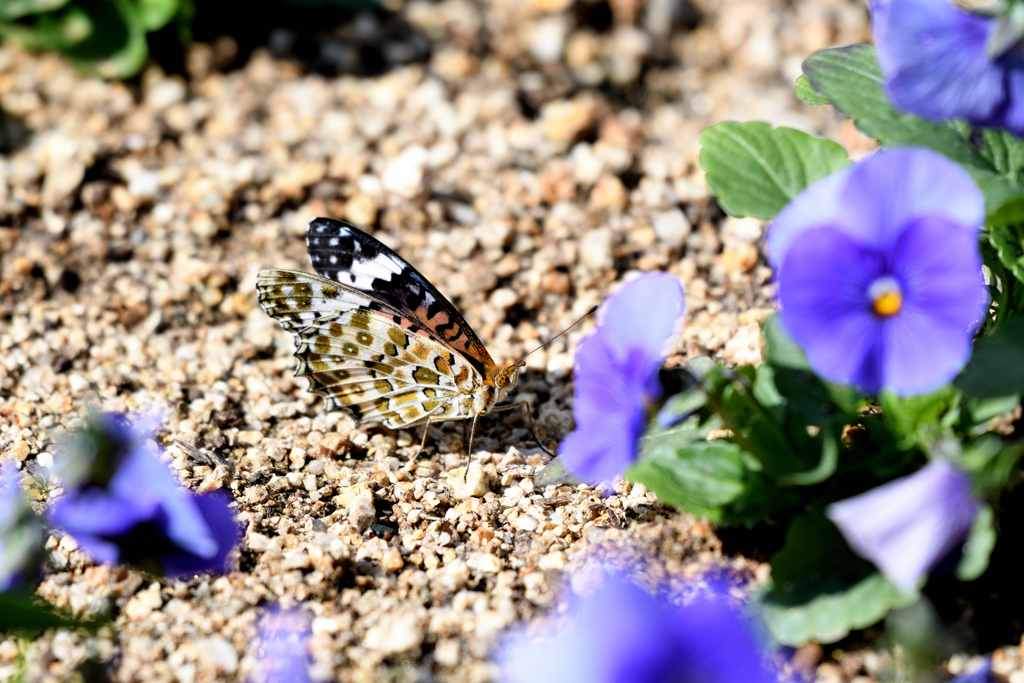 パンジーの花壇で休む